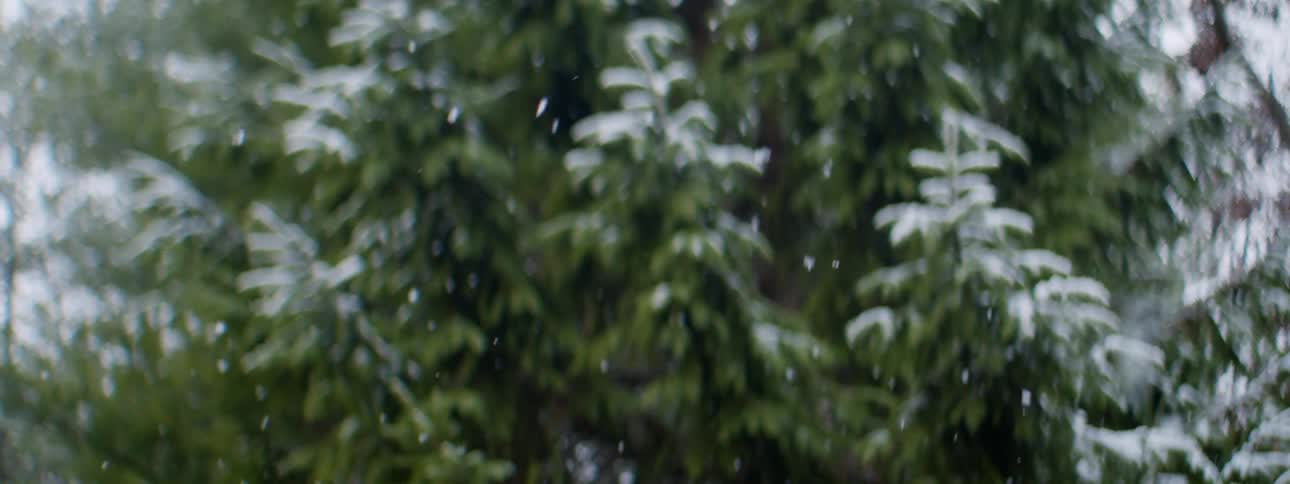 Snow falling on pine trees in a forest