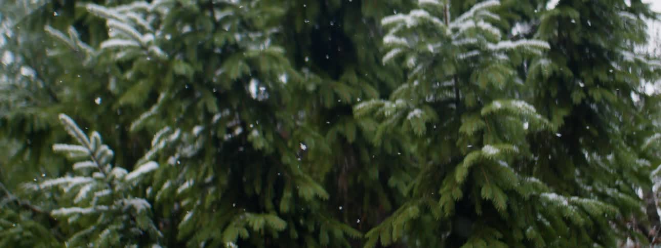 Snow flakes falling over a lush green fir tree in a forest