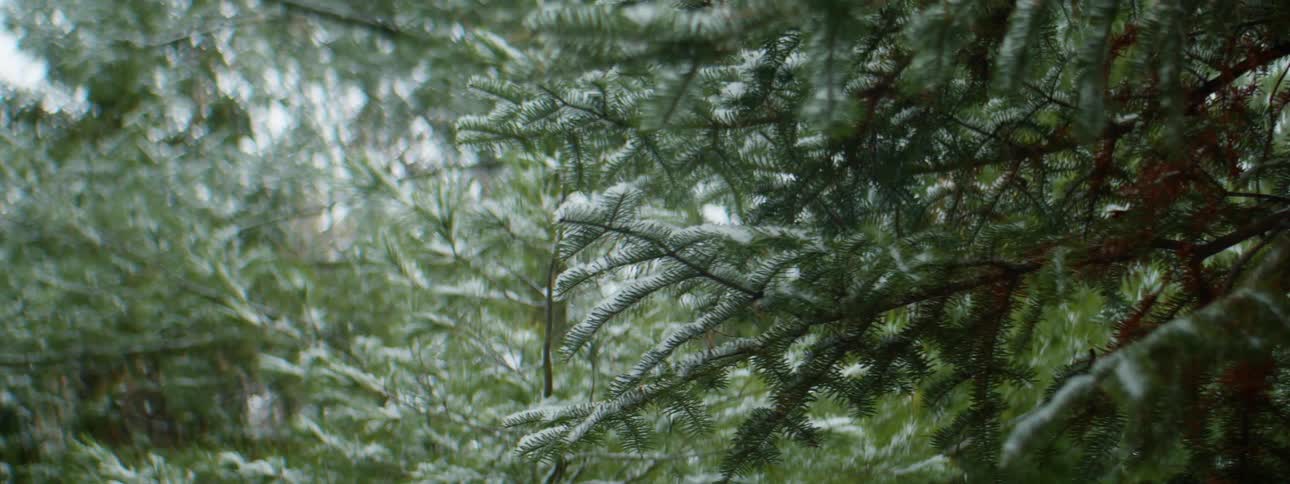 Snowflakes falling over the branches of pine trees in a forest