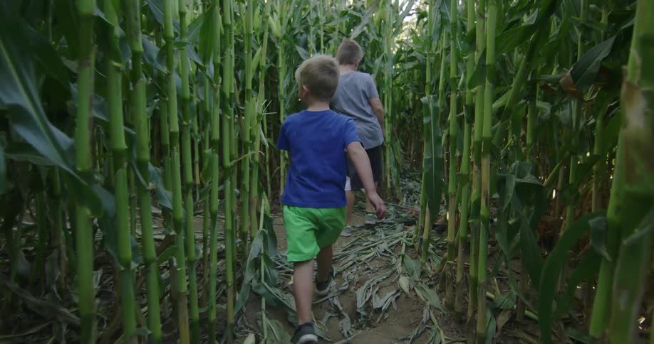 A pair of boys walk between rows of tall plants in a field during the day