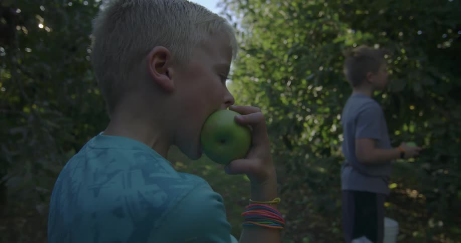 Two young boys out in an apple orchard at daytime eating green apples