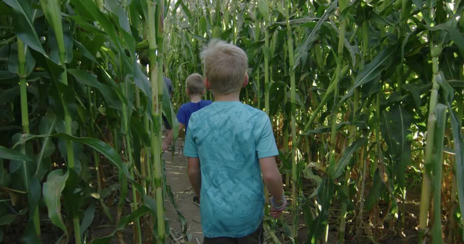 Three boys walking out of a cornfield on a dirt path at daytime