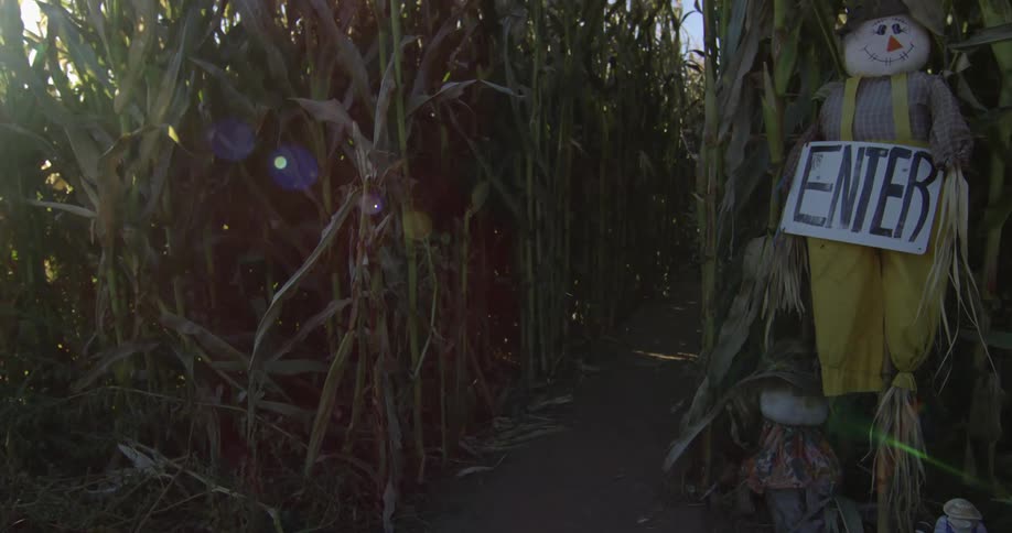 Children run on trail in corn field on a clear day