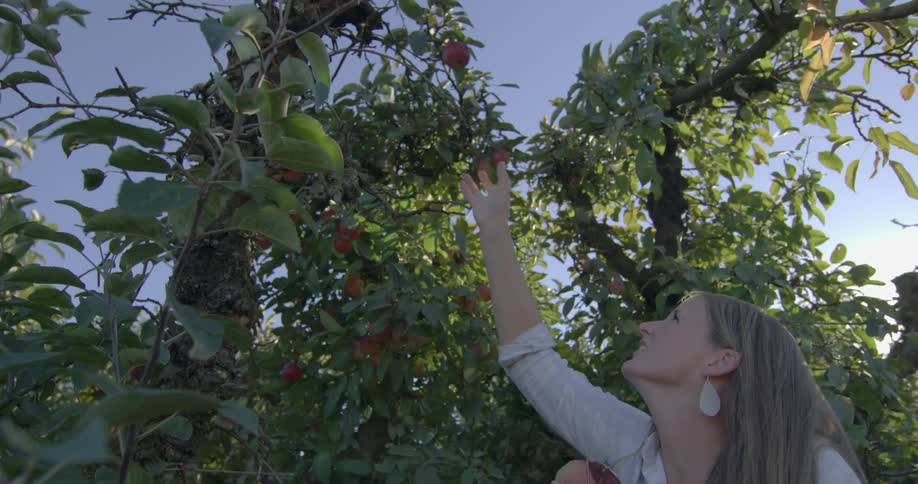 Mother reaches up into an apple tree and picks an apple and hands it to her son in an apple orchard in the afternoon