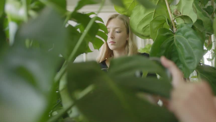 A woman readjusts a wilted leaf on a plant in a greenhouse