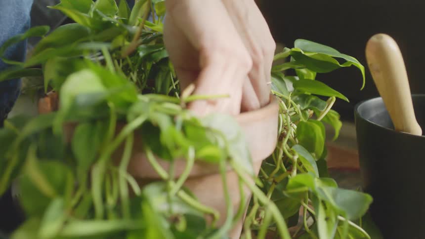 Hands smooth the dirt around a repotted house plant