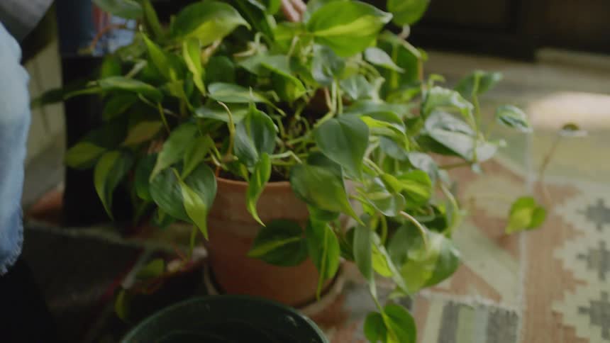 A woman sits in a room pruning a potted plant