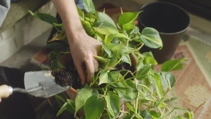 Woman with a small shovel shaking soil into a potted vine plant indoors at daytime