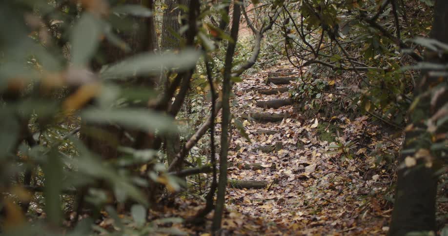 Forest trail with stairs and many trees around
