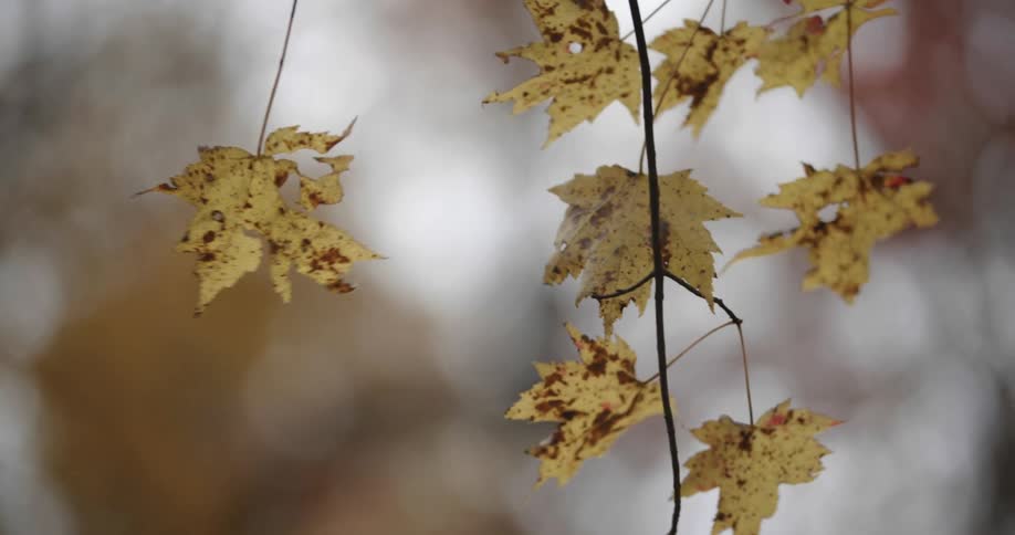 Yellow dotted maple leafs on a tree branch at fall in daytime
