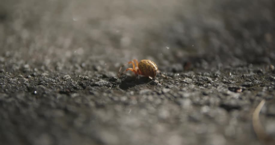 An yellow insect sits on black soil