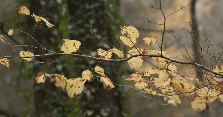 Leaves are falling off the trees in autum