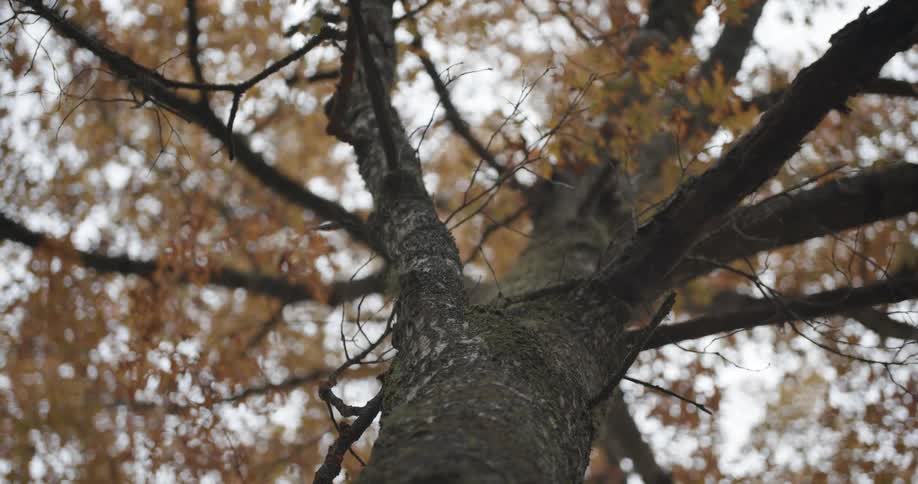 A close up of a tree