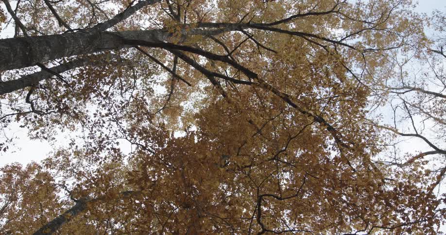 Leaves on tall trees in the forest have turned an orange hue in fall