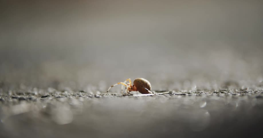 An insect crawling over the wet ground