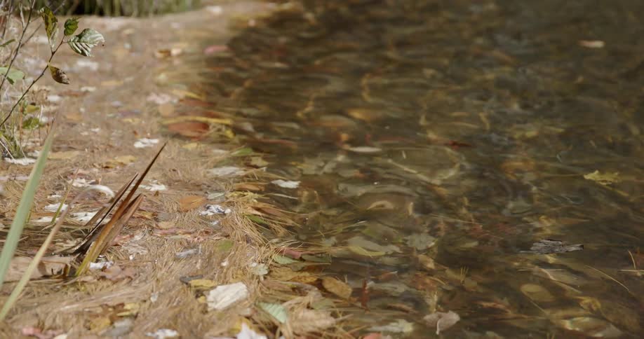 Water rippling on a shore with plants and leaves