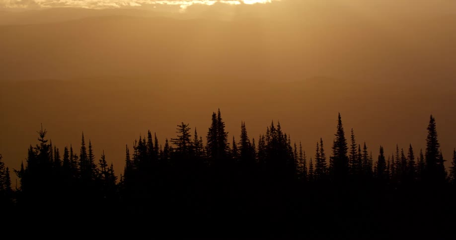 Silhouette of a pine tree forest in the mountains at sunset golden light