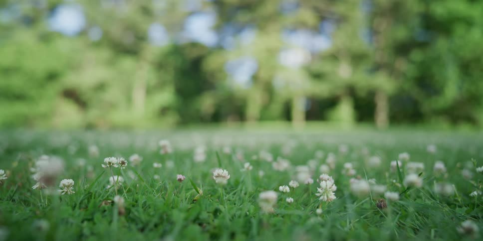 Plants are displayed in a field