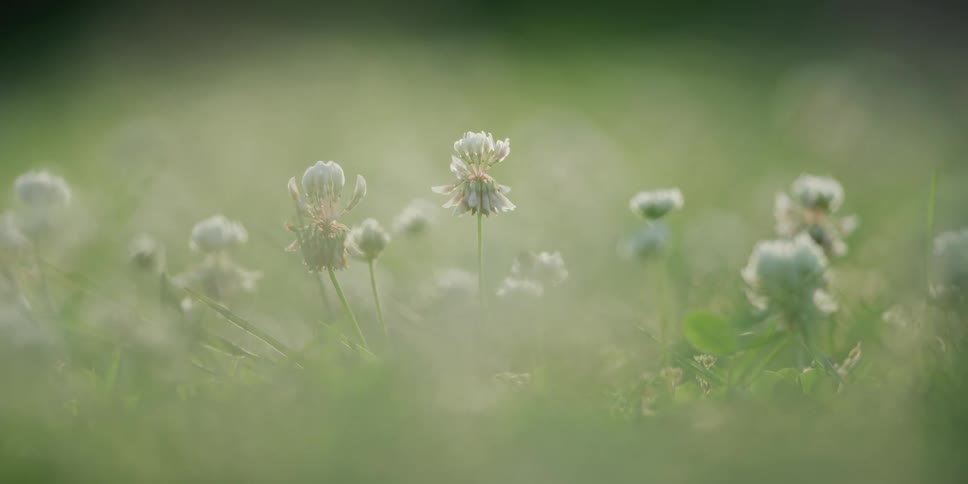 Flowers are displayed in a meadow