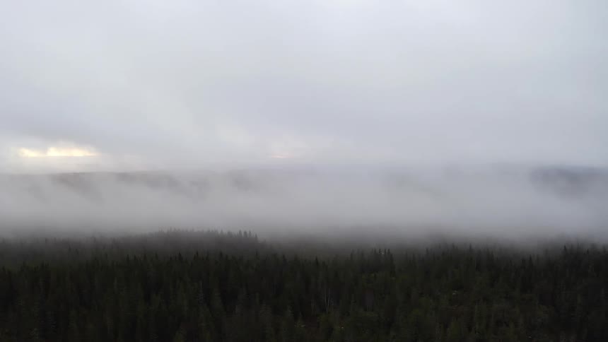 Heavy fog blankets a dense forest