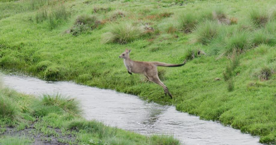 A kangaroo crouches before making a long jump across a flowing stream