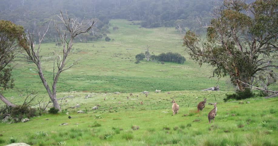 Herd of kangaroo occupy field bordered by forest