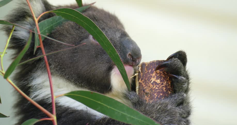 A koala is climbing up a tree outdoors
