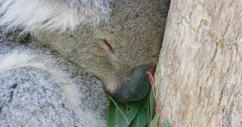 Close up of a koala sleeping with its head on a tree trunk