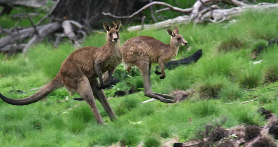 A group of brown kangaroos jump together up a grassy land mass with logs scattered throughout