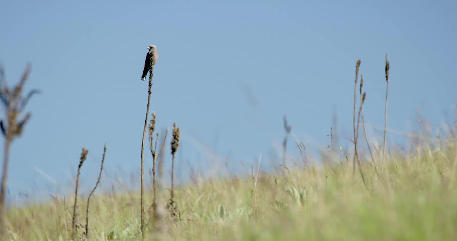 Small light grey bird perched on a skinny plant in the grass at daytime