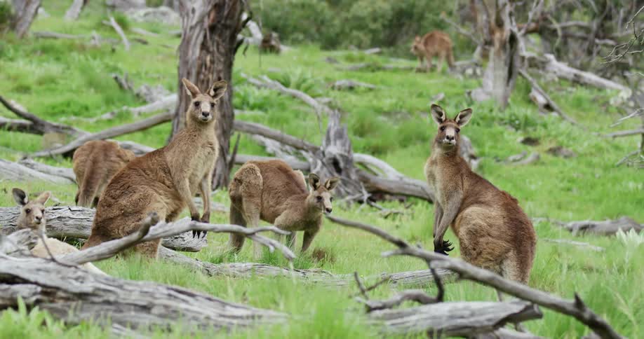 A mob of kangaroos standing in the grass amongst dead trees