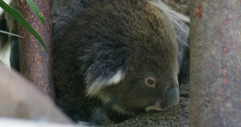 Koala rests curled up in tree as wind ruffles its fur