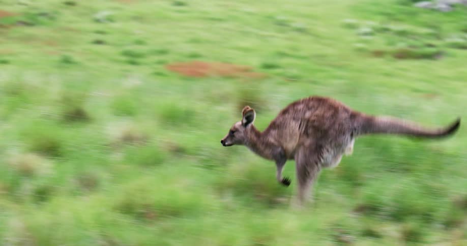 A kangaroo hops through a field during the day