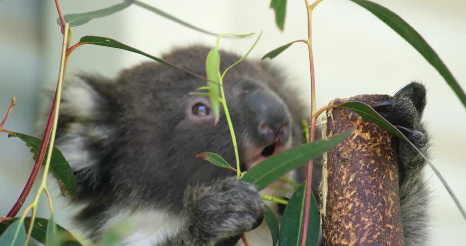 A koala holding on to a branch and eating leaves