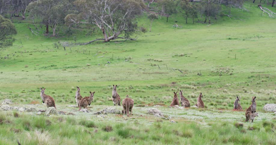 A court or troupe of wallabies or kangaroos standing on the green grass on the hills