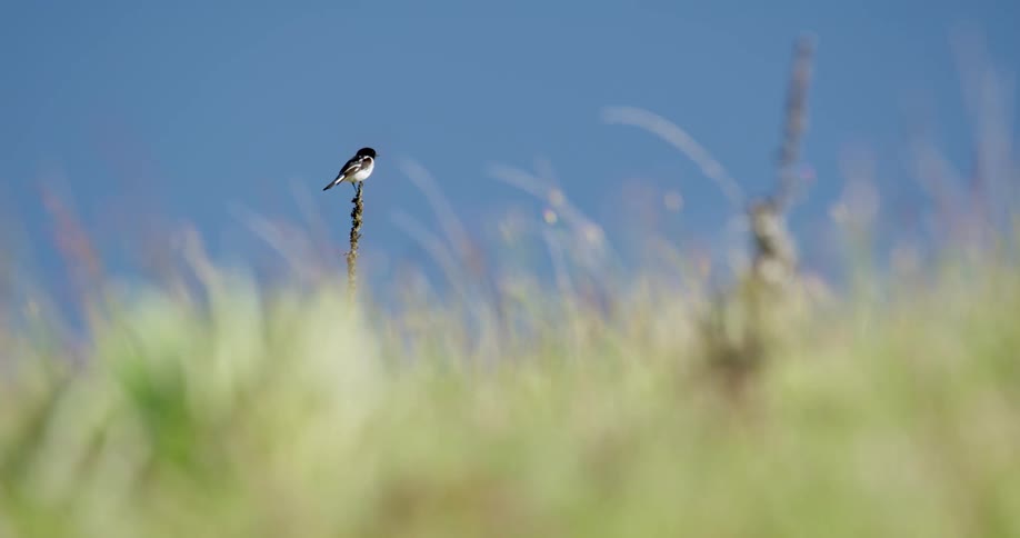 Black and white hooded robin sitting atop of a branch over the grassland on a clear day