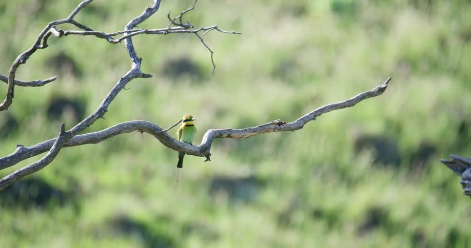 A small green bird perches on a barren tree branch in the countryside