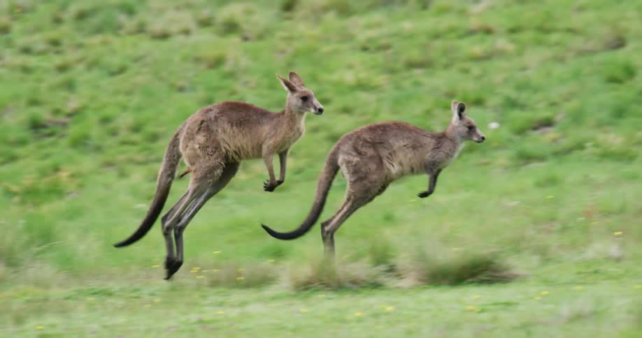 Two kangaroos are jumping through the grass