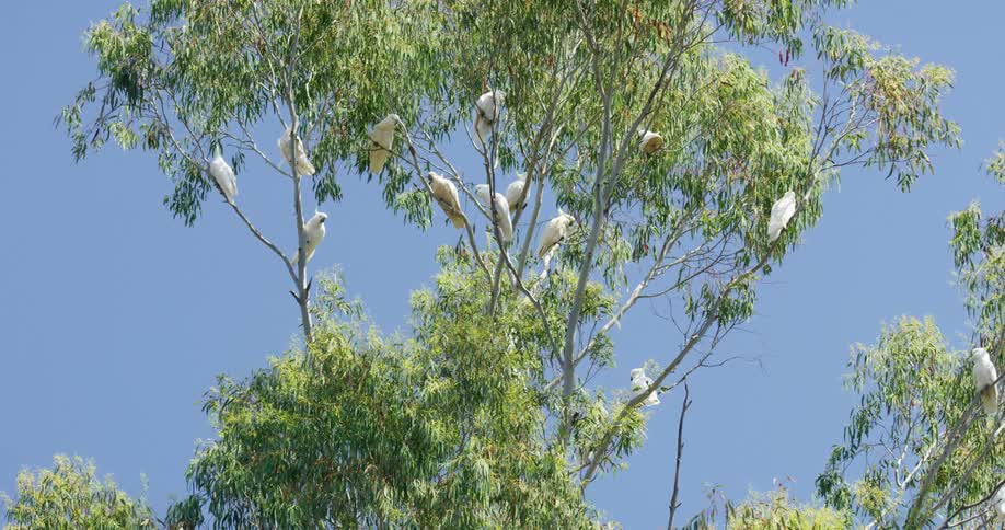 Parrots perched on a tree with branches and leaves with the sky in the background