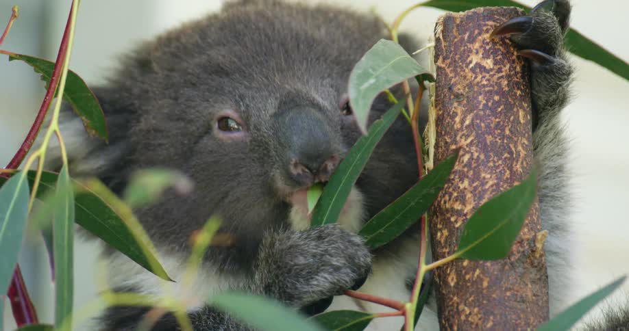 Baby Koala bear eating a set of leaves from a small branch