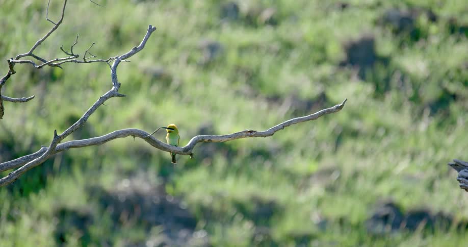 A small bird rests on a leafless tree branch in a grassland during the day