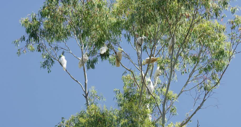 Flock of white birds perch in swaying tree against clear blue sky