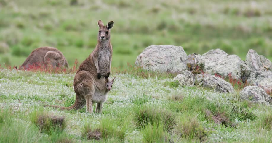 A joey kangaroo sits in its mothers pouch as they stand in a field