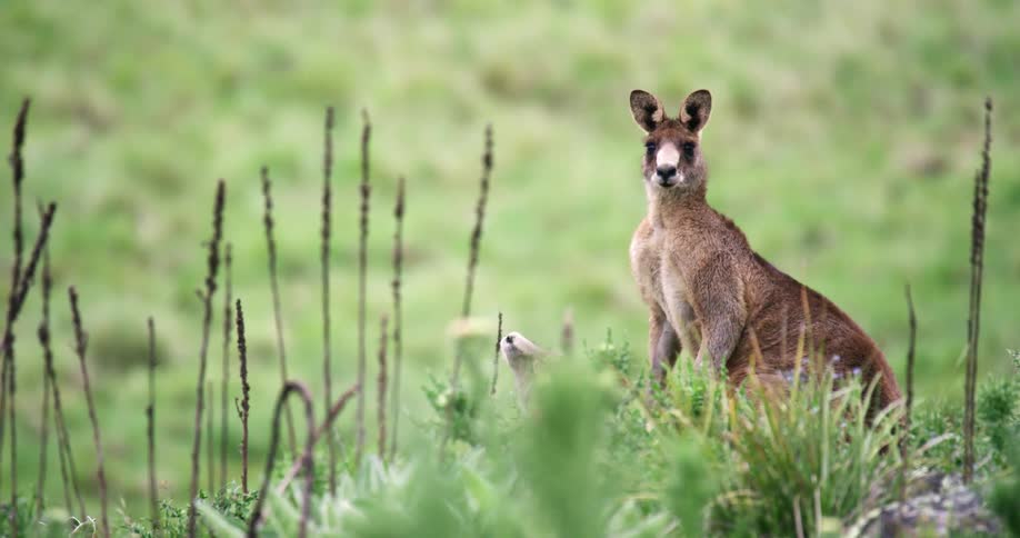 Big Kangaroo standing on a grassy field with plants