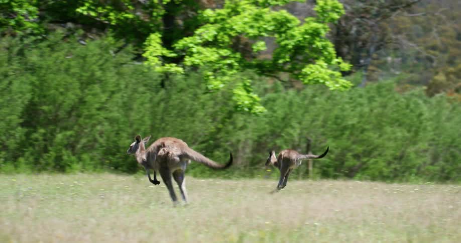 Kangaroos hopping on a grassy field with trees in the background
