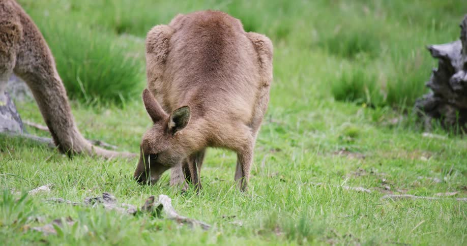 A young wallaby or kangaroo eating grass on a field looking at the camera