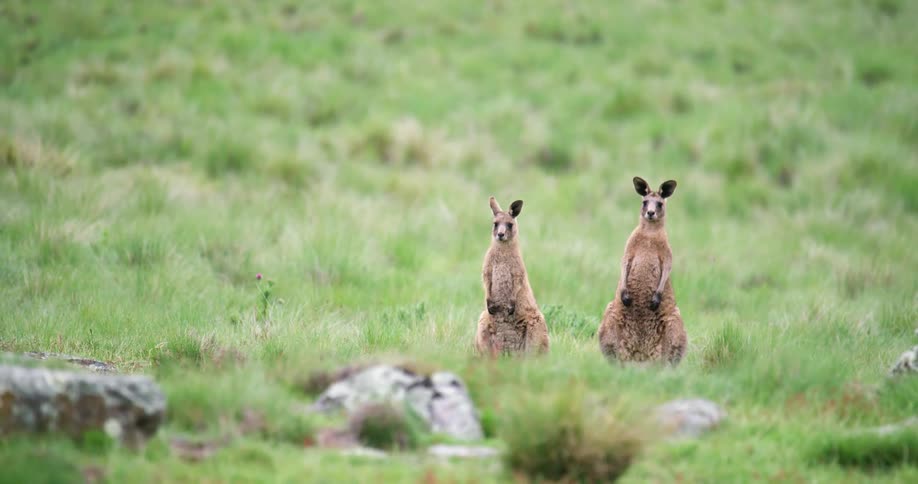 Kangaroo hopping across field past two kangaroos standing still