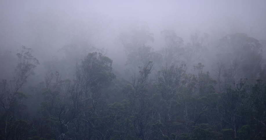 Thick fog obscures the trees within a large forested area