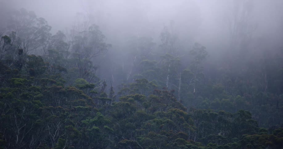 Foggy forest with many trees and plants