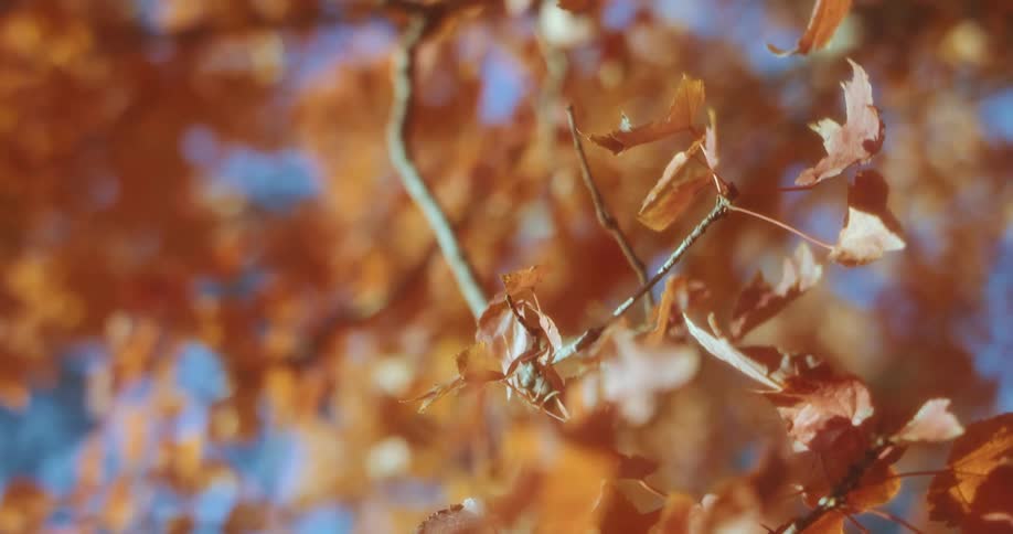 A tree is filled with brownish orange fall leaves under the blue mid day sky